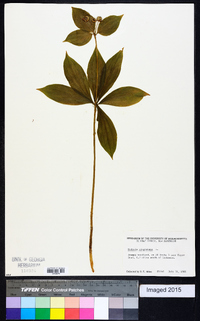 Medeola virginiana image