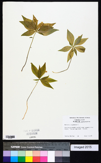 Medeola virginiana image