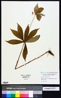 Medeola virginiana image