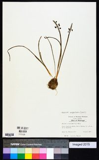 Muscari neglectum image