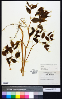 Prosartes lanuginosa image