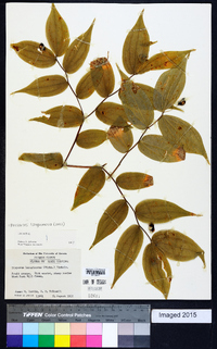 Prosartes lanuginosa image