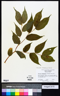 Prosartes lanuginosa image