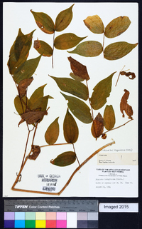 Prosartes lanuginosa image