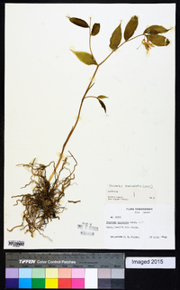Prosartes maculata image