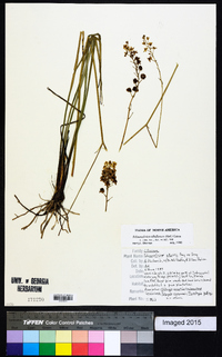 Schoenolirion albiflorum image