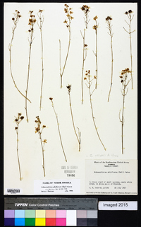 Schoenolirion albiflorum image