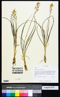 Schoenolirion croceum image