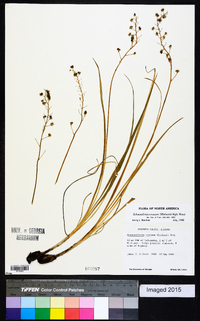 Schoenolirion croceum image