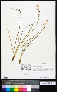 Schoenolirion croceum image