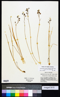 Schoenolirion croceum image