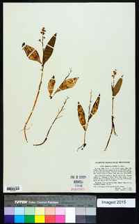 Maianthemum trifolium image