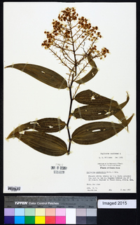 Maianthemum paniculatum image