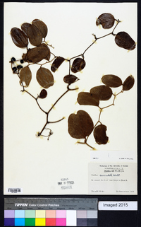 Smilax auriculata image