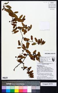 Smilax auriculata image