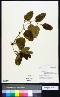 Smilax auriculata image