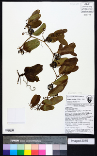 Smilax auriculata image