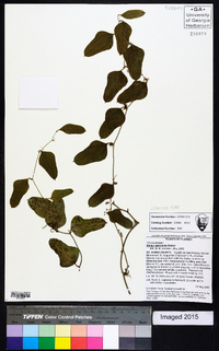 Smilax auriculata image