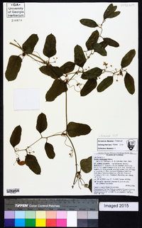 Smilax auriculata image