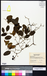 Smilax auriculata image