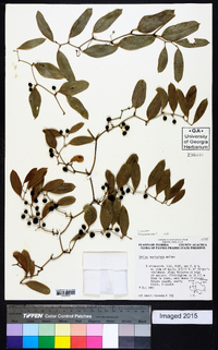 Smilax auriculata image