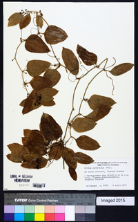 Smilax auriculata image