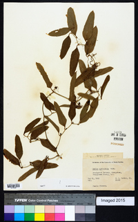 Smilax auriculata image