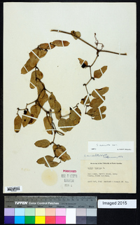 Smilax auriculata image