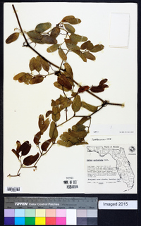 Smilax auriculata image