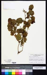 Smilax auriculata image