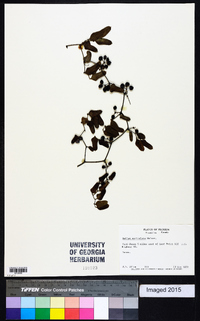 Smilax auriculata image