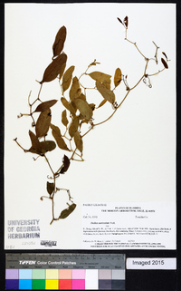 Smilax auriculata image