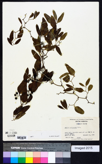 Smilax auriculata image