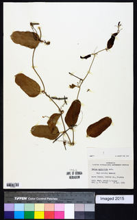 Smilax auriculata image