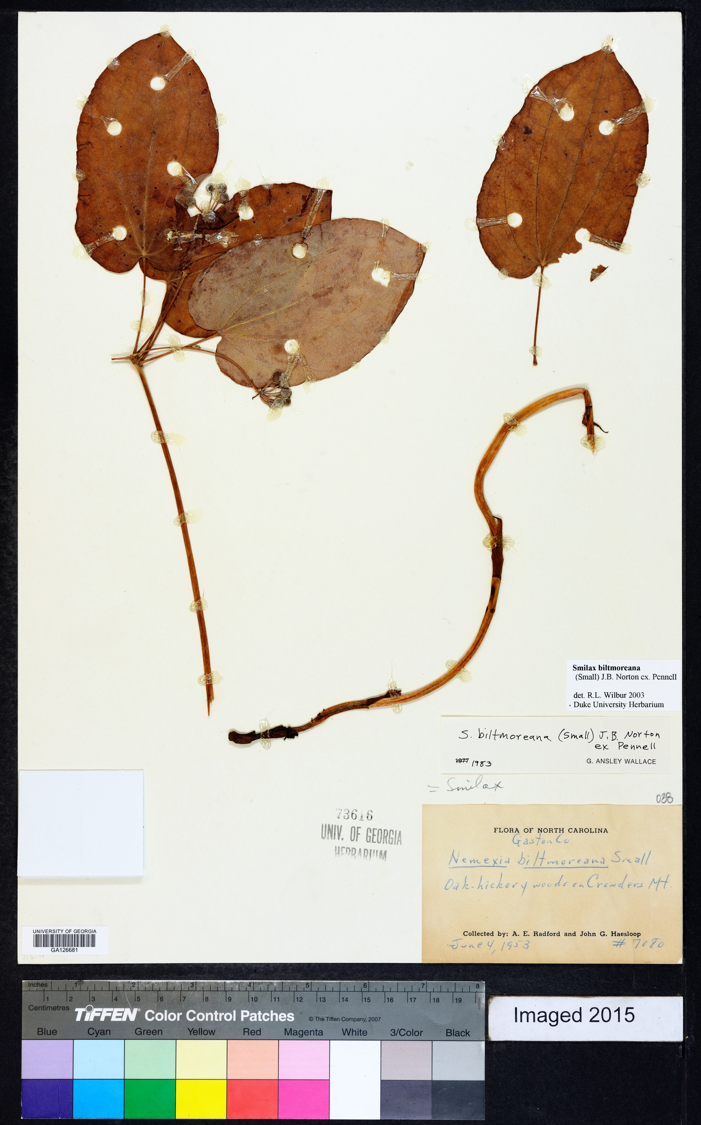 Smilax biltmoreana image