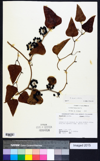 Smilax bona-nox image