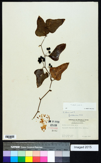 Smilax bona-nox image