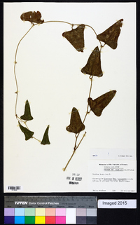 Smilax bona-nox image