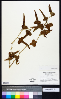 Smilax bona-nox image