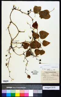 Smilax bona-nox image