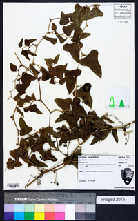 Smilax bona-nox image