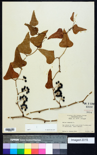 Smilax bona-nox image