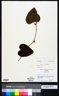 Smilax bona-nox image