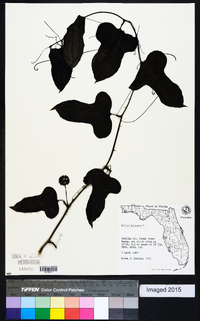 Smilax bona-nox image