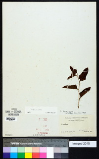 Smilax bona-nox image