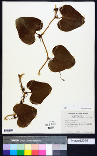 Smilax bona-nox image