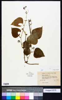 Smilax bona-nox image