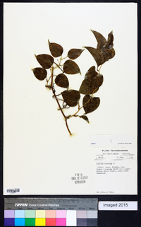 Smilax bona-nox image