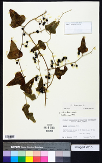 Smilax bona-nox image