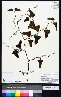 Smilax bona-nox image